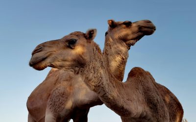 Guelmim-Oued Noun